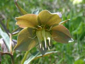 Helleborus